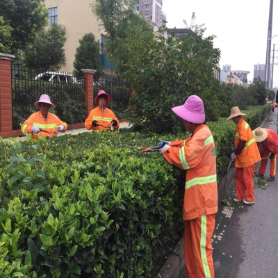新站區(qū)道路清掃保潔、綠化管養(yǎng)項(xiàng)目